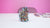 Teds Budz x The Flower District Drop Magic Confetti – Is It As Fire As It Sounds? 🎉🔥