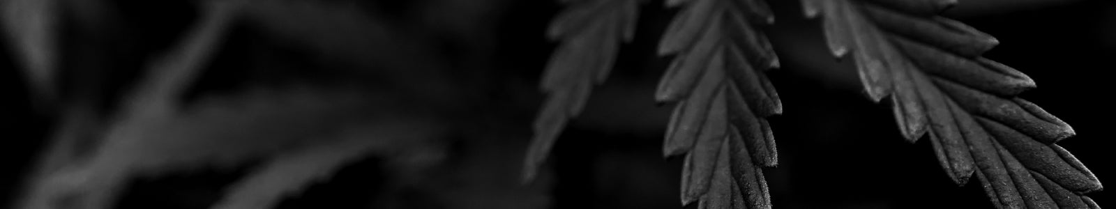 Background Image of leaves